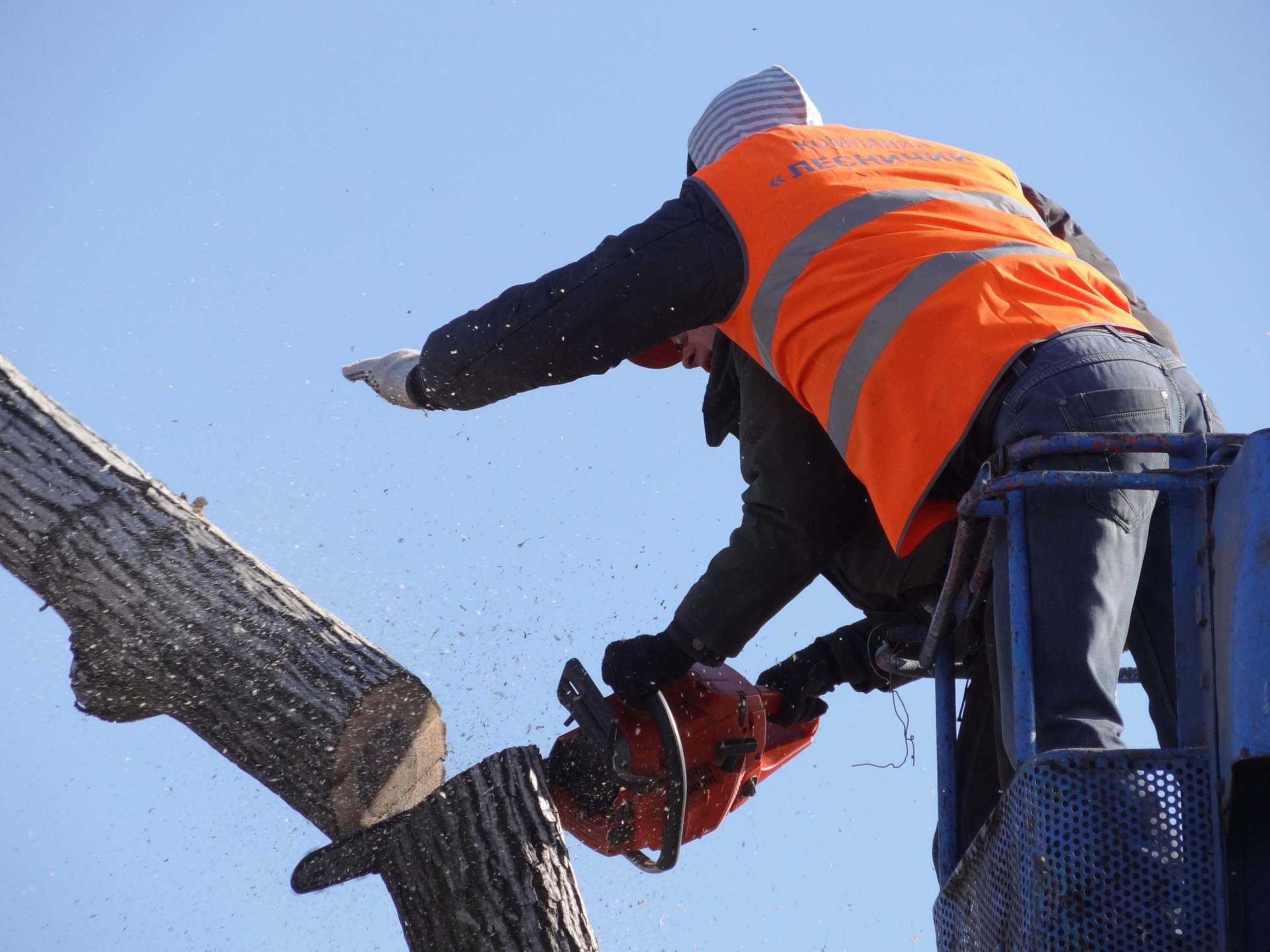 newforester-saw-cut-87108_1920